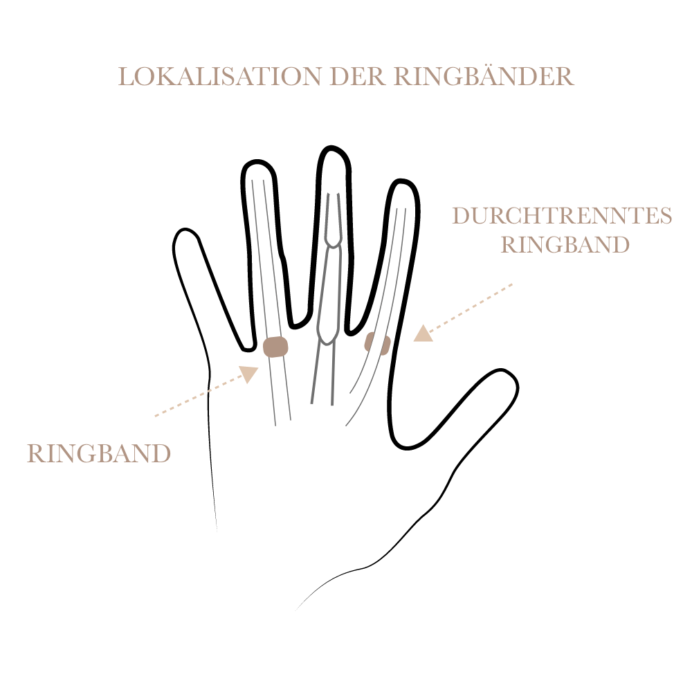 Schnittfuehrung Ringband